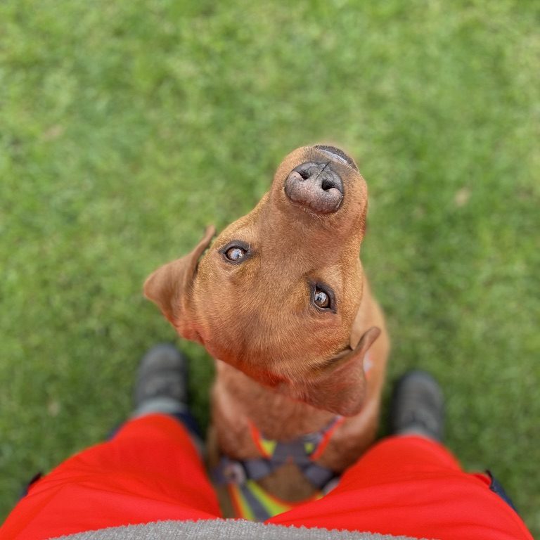 Hundefoto, ein neugieriger Personenspürhund mit erhobenem Kopf auf grünem Gras.