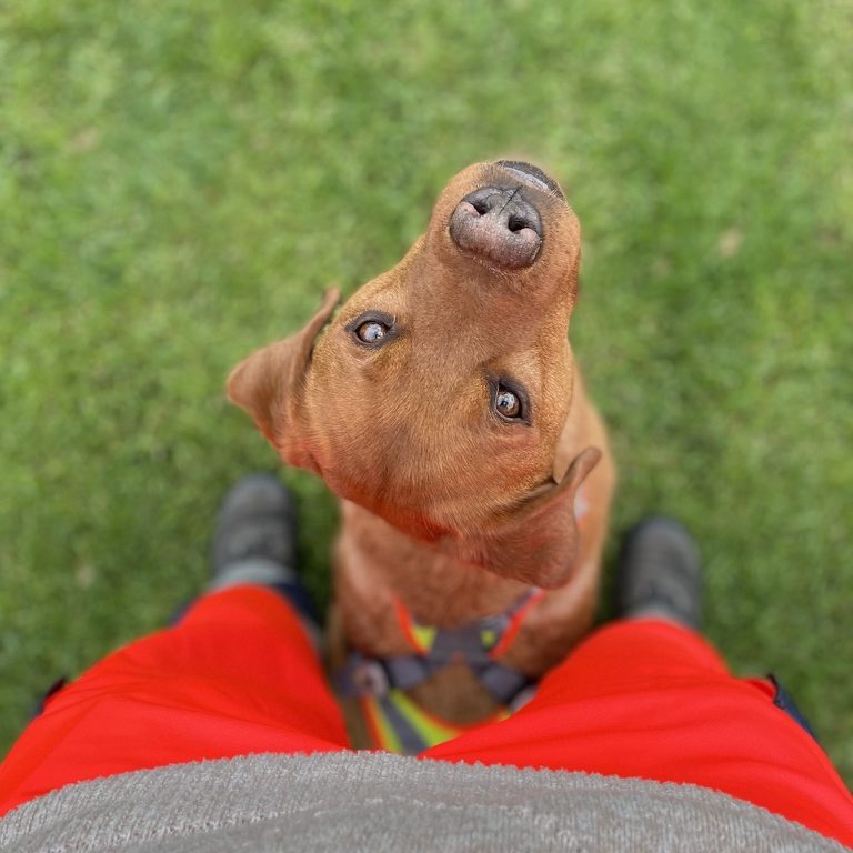 Ein brauner Hund schaut neugierig nach oben, im Vordergrund eine Person in oranger Signalkleidung.