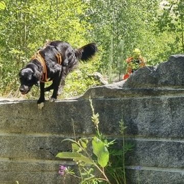 Schwarzer Personensuchhund balanciert auf einer Mauer in einer grünen Umgebung.