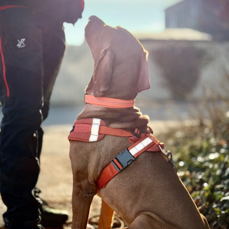 Ein Rettungshund mit orangefarbenem Geschirr sitzt neben einem Menschen und schaut aufwärts.